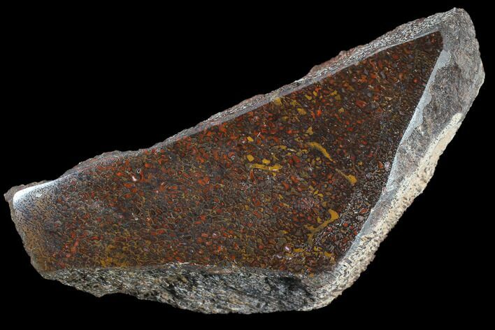 Polished Dinosaur Bone (Gembone) Section - Colorado #86827